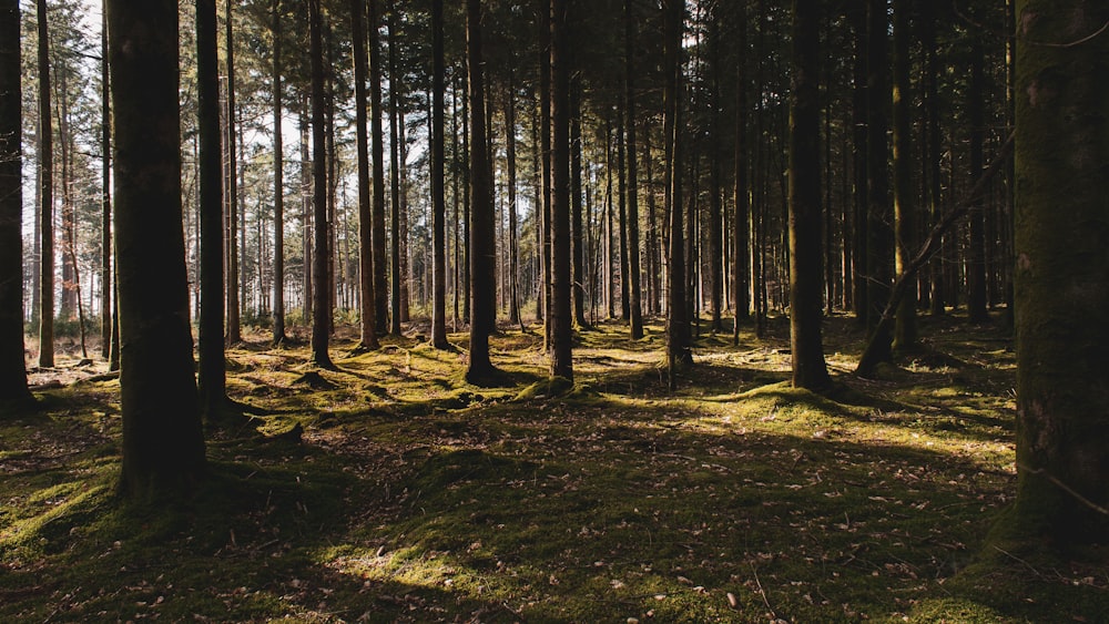 Hikmicro Stellar 3.0, teknisk jämförelse och guide